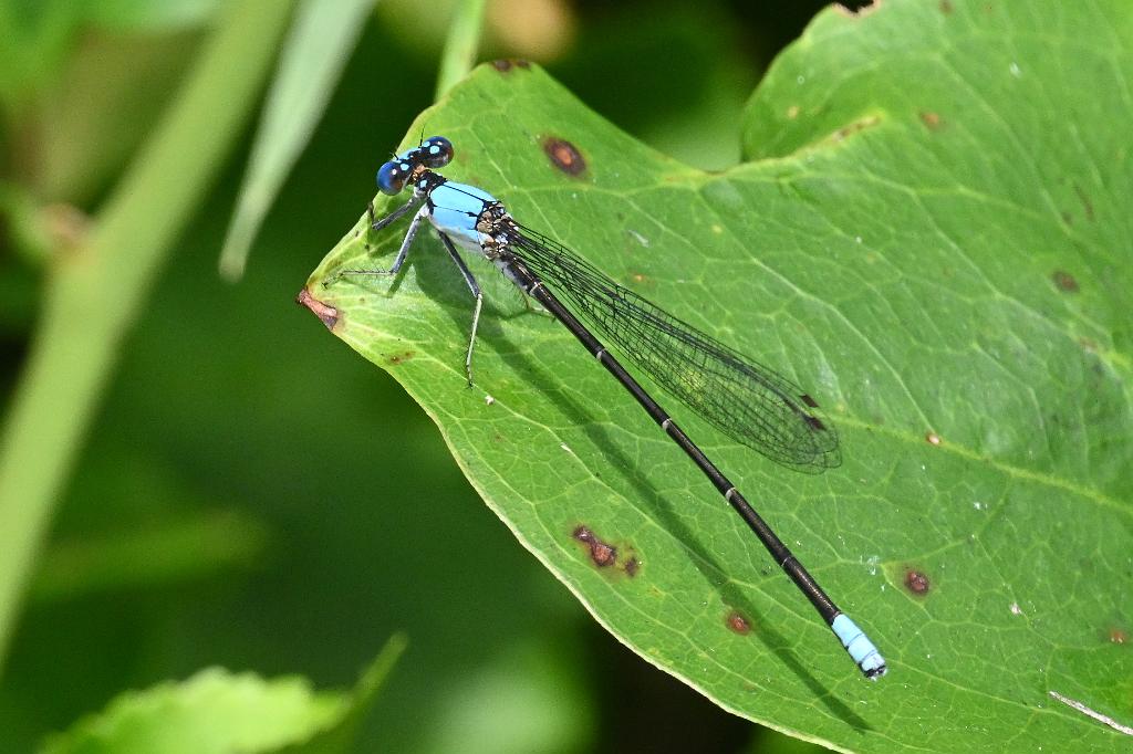 2025-07059442 River Bend Farm, MA.JPG - Blue-fronted Dancer Damselfly (Argia apicalis). River Bend Farm, MA, 7-5-2025